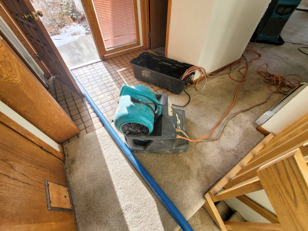 Best Water damage cleanup near me  in Wanamingo, MN