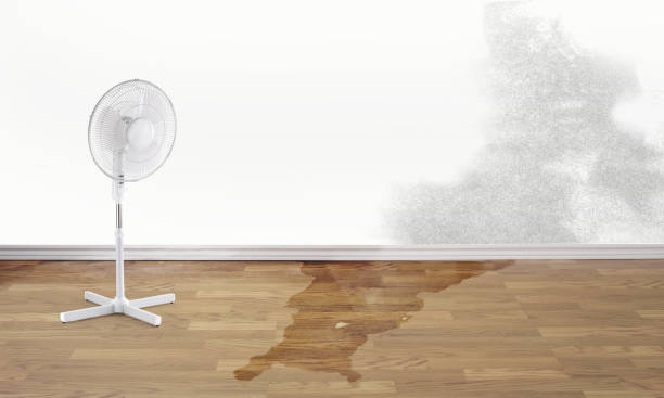 Best Water damage restoration near me  in Wanamingo, MN